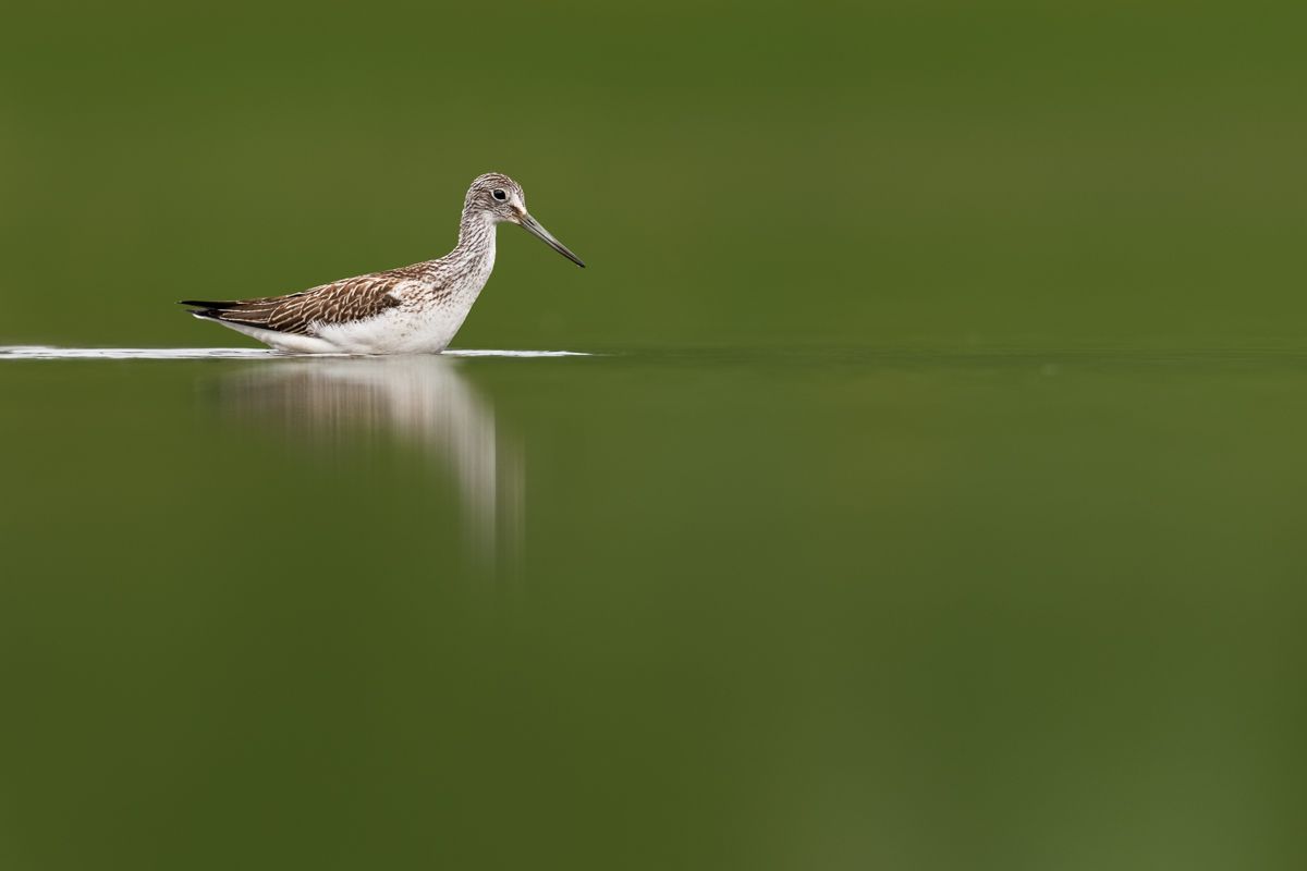 Galerie mit Vogelfotos von Limikolen, fotografiert von Naturfotograf Nicolas Stettler..