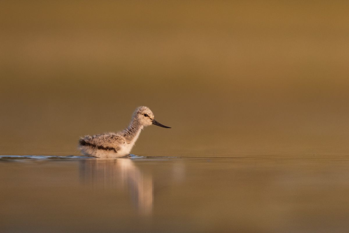 Galerie mit Vogelfotos von Limikolen, fotografiert von Naturfotograf Nicolas Stettler..