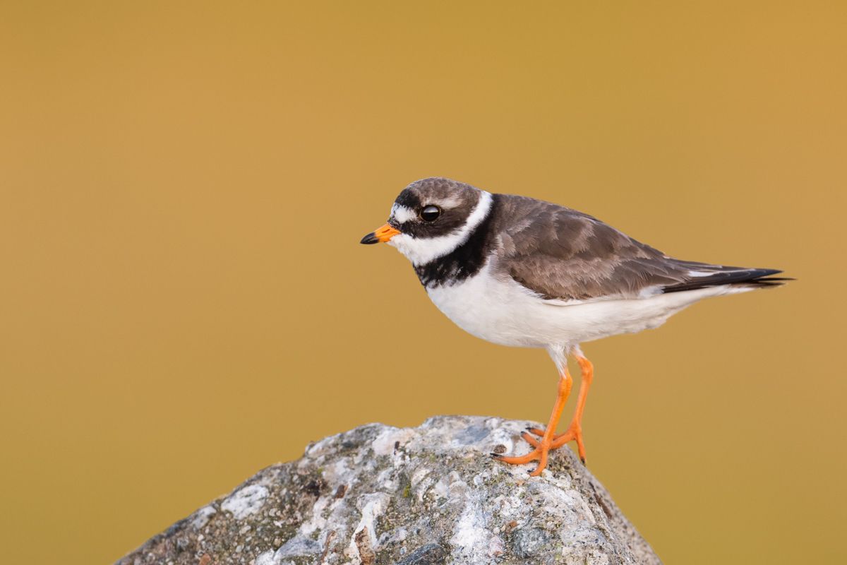 Galerie mit Vogelfotos von Limikolen, fotografiert von Naturfotograf Nicolas Stettler..