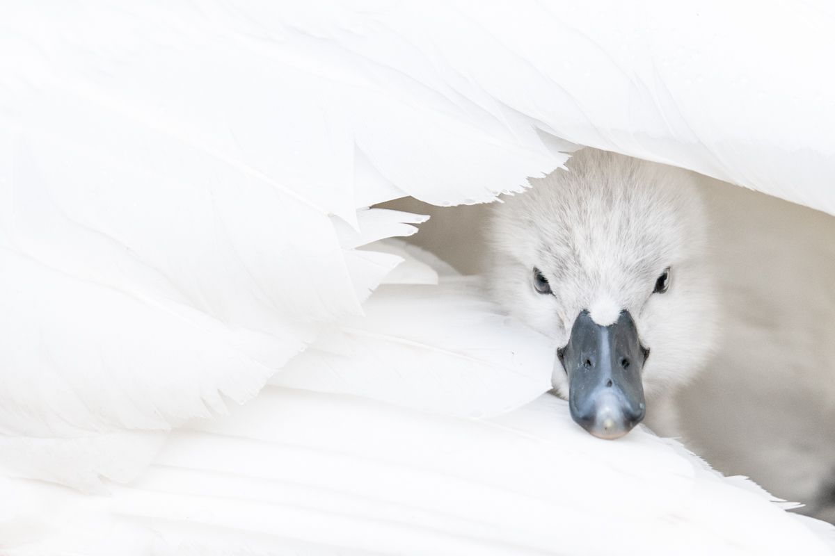 Gallery of water birds images of nature photographer Nicolas Stettler.