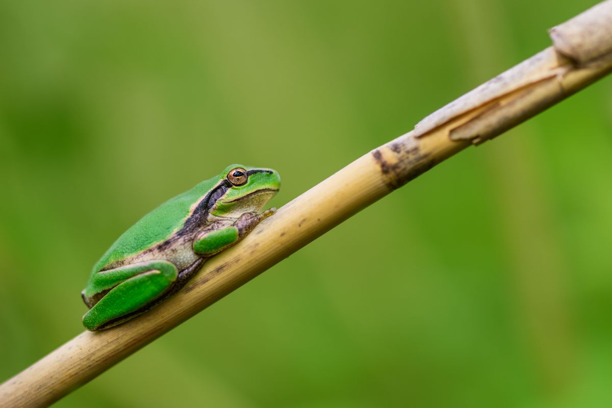 Galerie mit Vogelfotos von Insekten, fotografiert von Naturfotograf Nicolas Stettler..