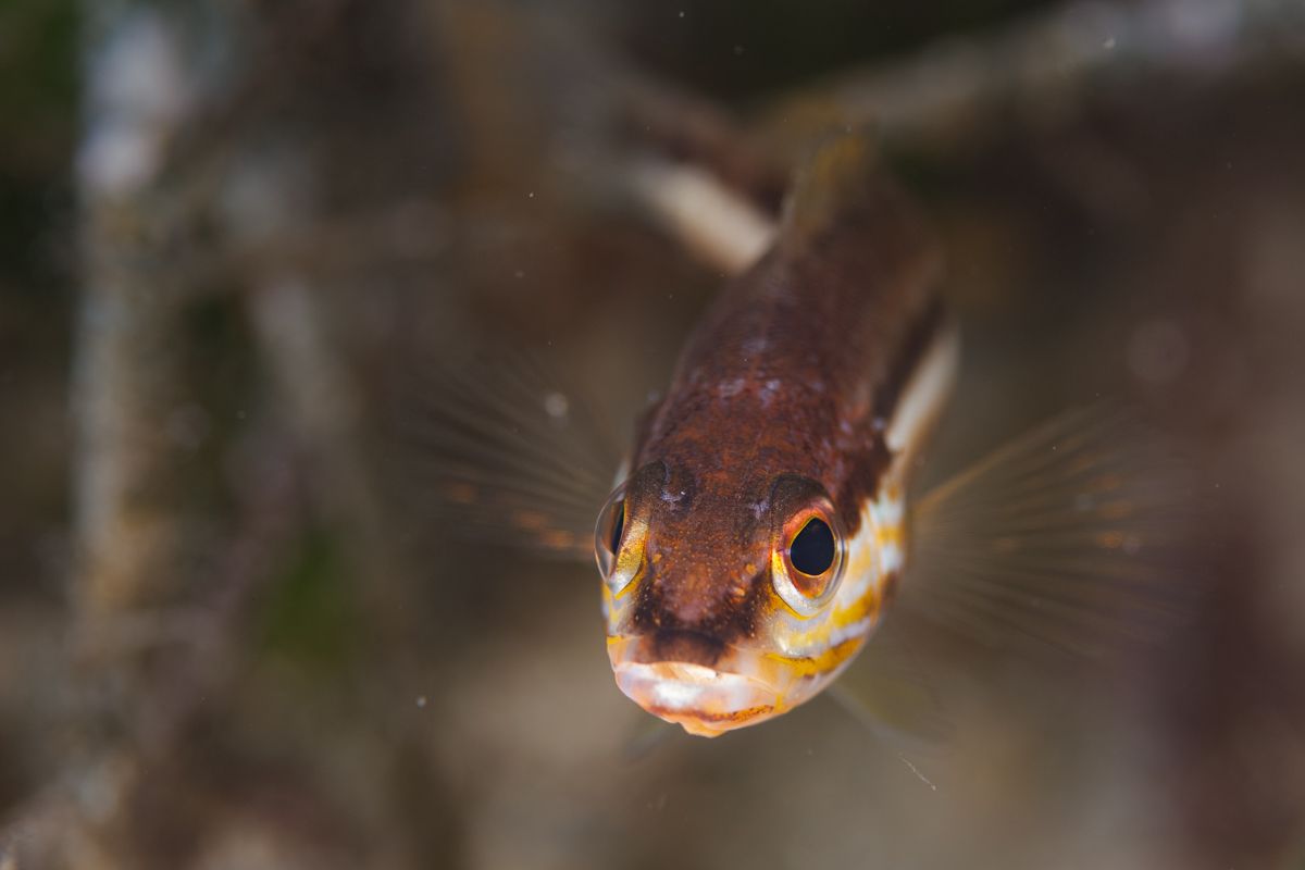 Galerie mit Fotos von Fische, fotografiert von Naturfotograf Nicolas Stettler..