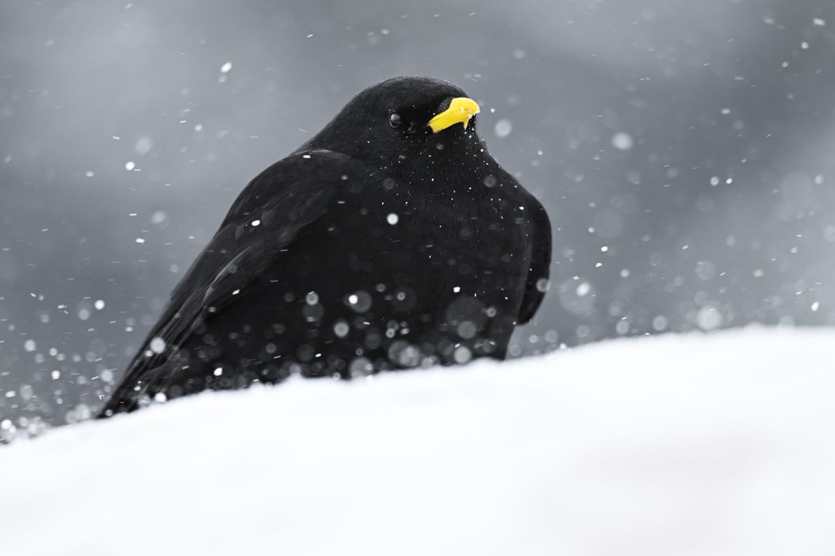 Gallery of songbirds, photographed by nature photographer Nicolas Stettler.