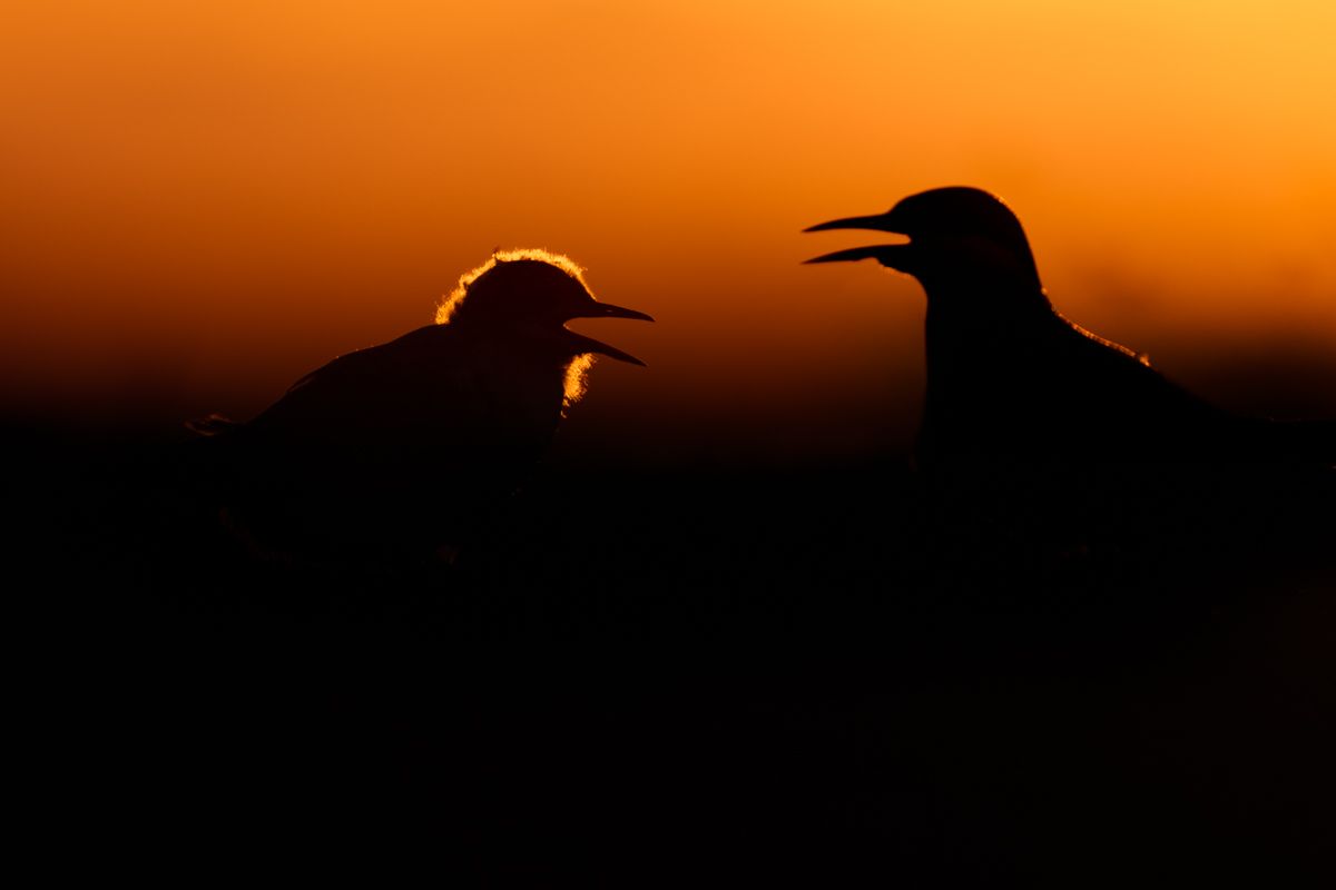 Portfolio von Naturfotograf Nicolas Stettler.