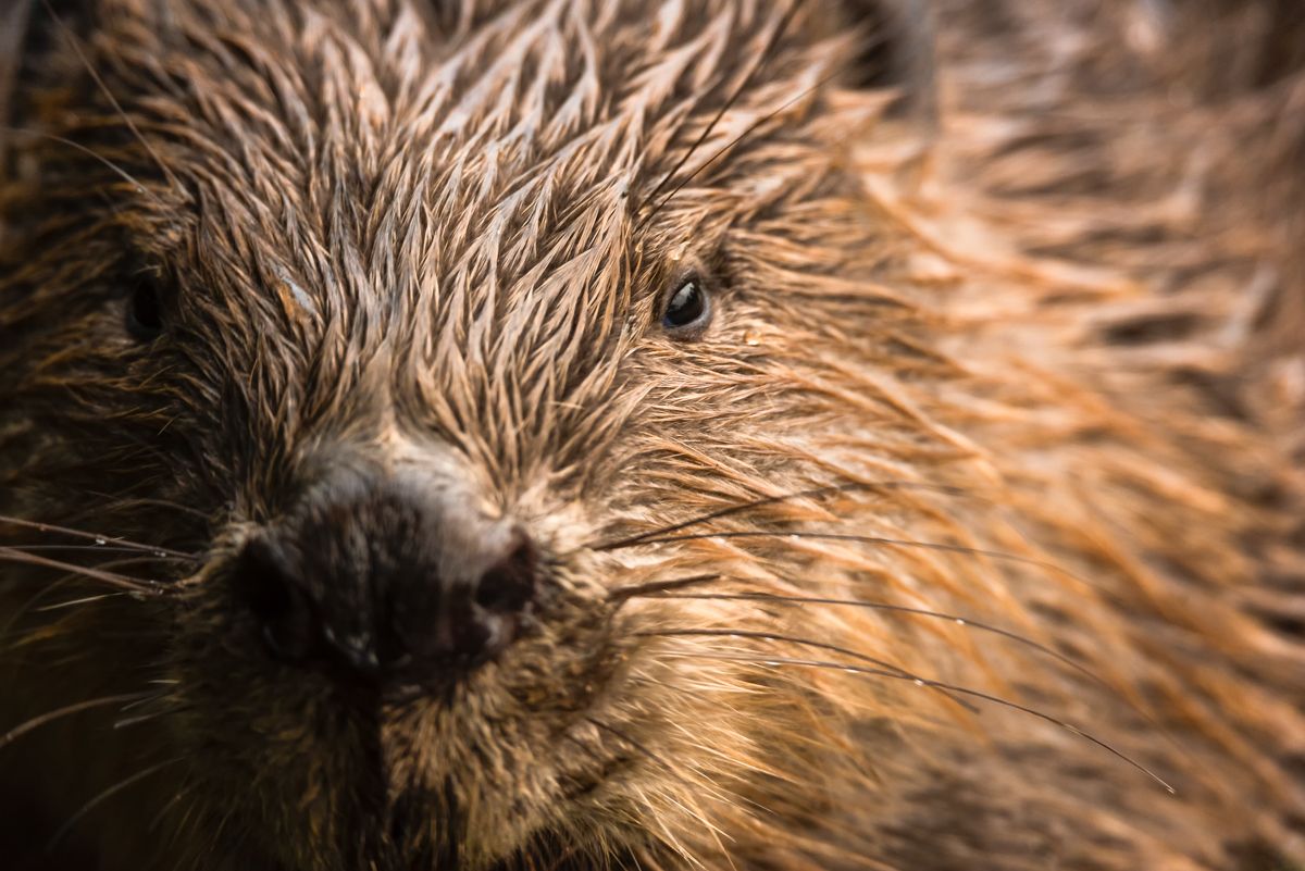 Gallery of fish, photographed by nature photographer Nicolas Stettler.