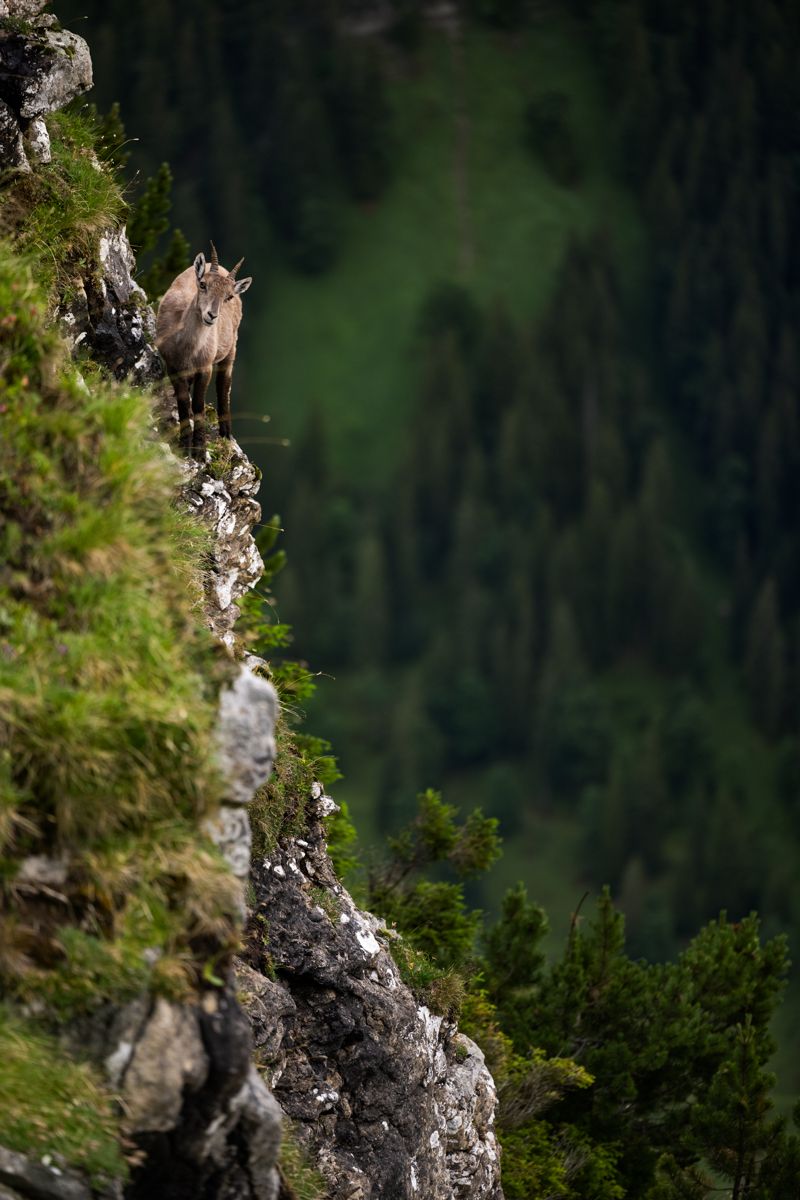 Galerie mit Biber Fotos, fotografiert von Naturfotograf Nicolas Stettler.