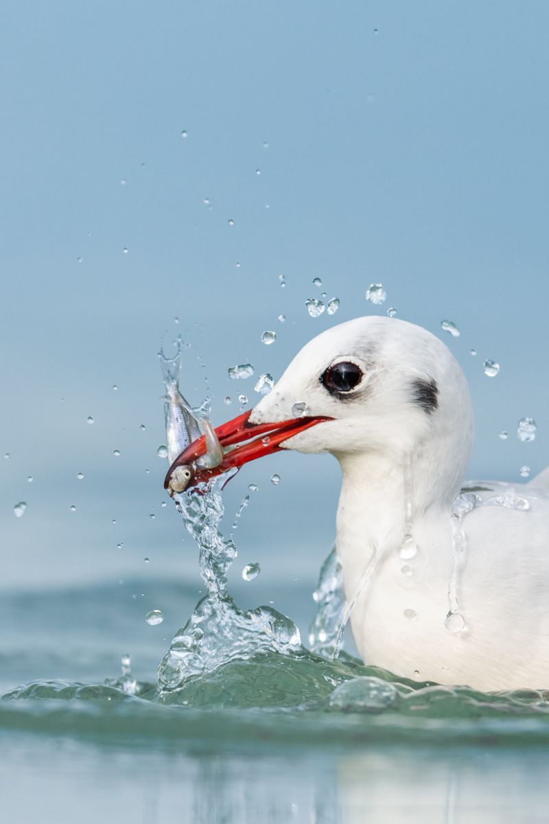 Galerie mit Vogelfotos von Wasservögeln, fotografiert von Naturfotograf Nicolas Stettler..