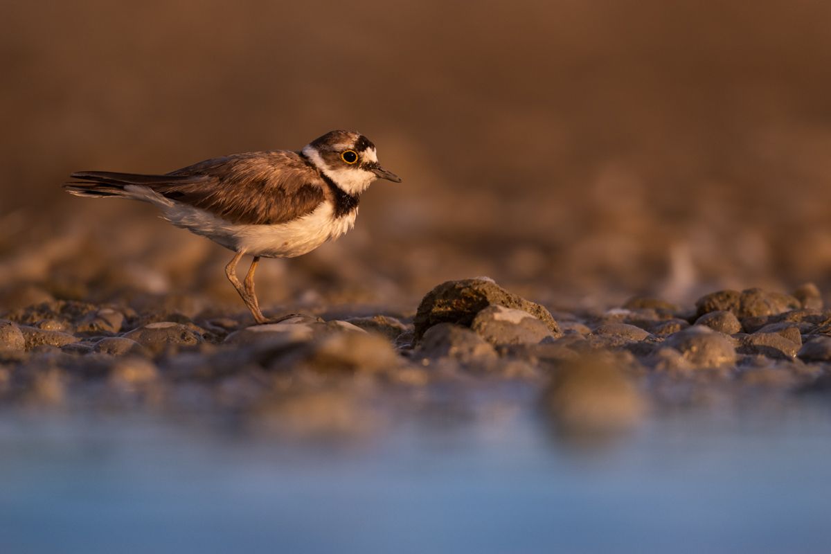 Galerie mit Vogelfotos von Limikolen, fotografiert von Naturfotograf Nicolas Stettler..