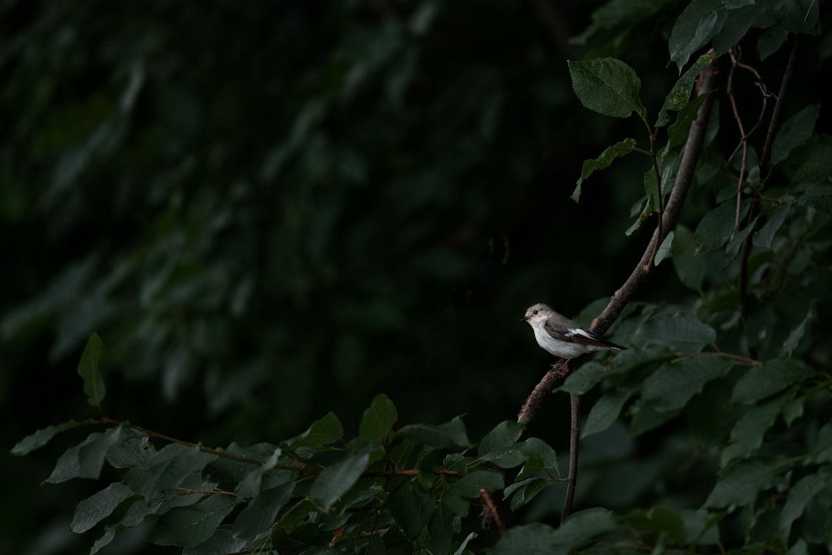 Gallery of songbirds, photographed by nature photographer Nicolas Stettler.