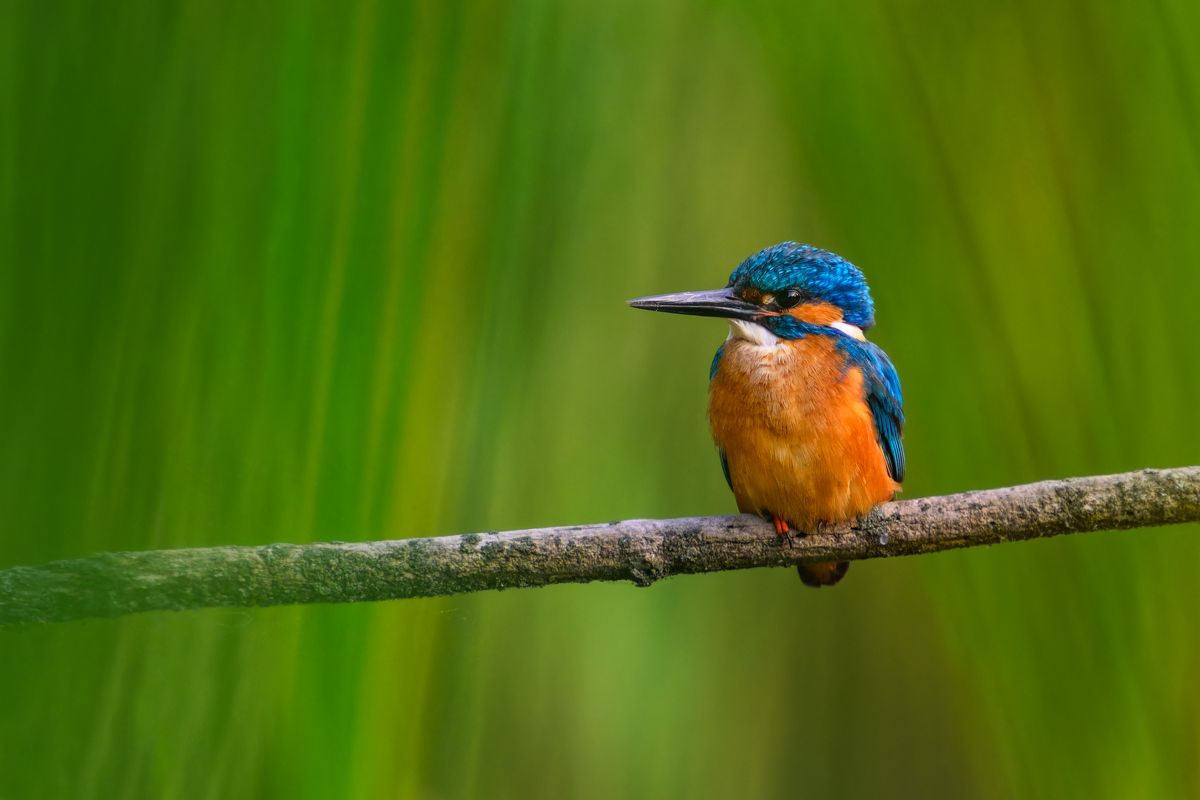 Galerie mit Vogelfotos von Wasservögeln, fotografiert von Naturfotograf Nicolas Stettler..