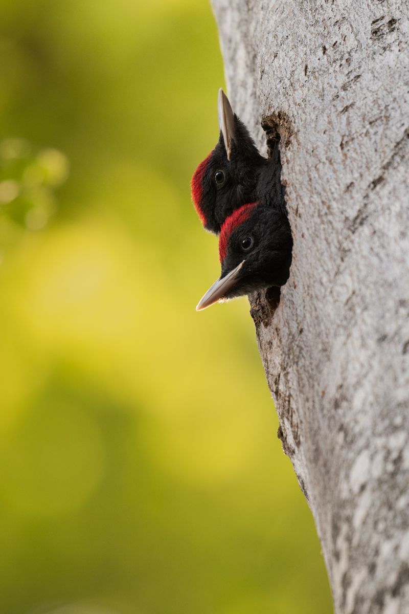 Gallery of songbirds, photographed by nature photographer Nicolas Stettler.