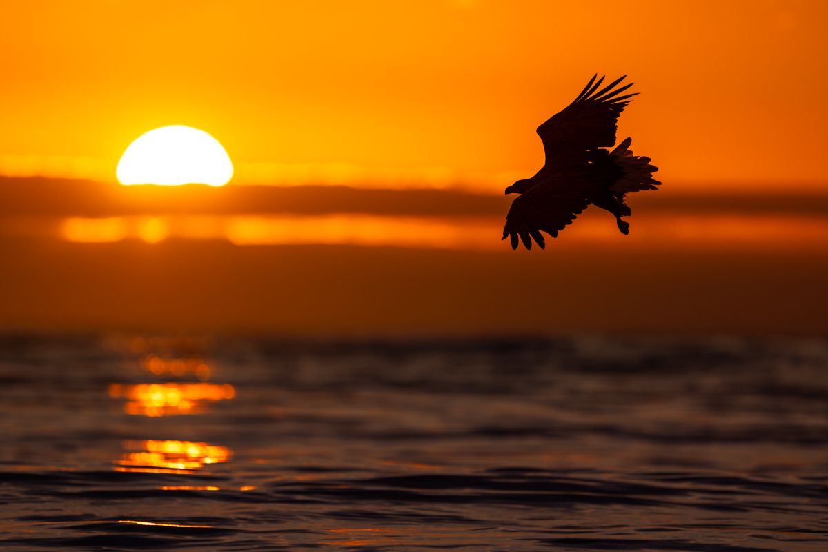 Galerie mit Fotos von Greifvögeln, fotografiert von Naturfotograf Nicolas Stettler.