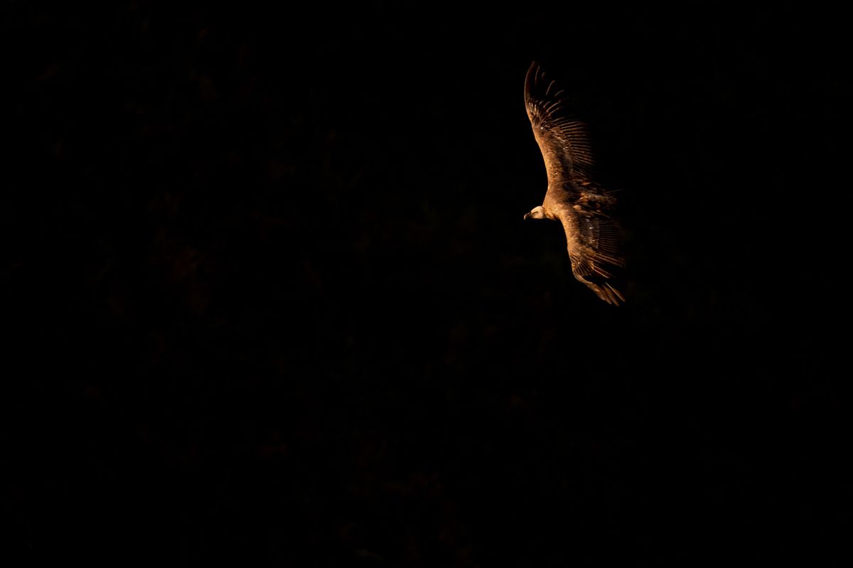 Gallery of raptor images of nature photographer Nicolas Stettler.