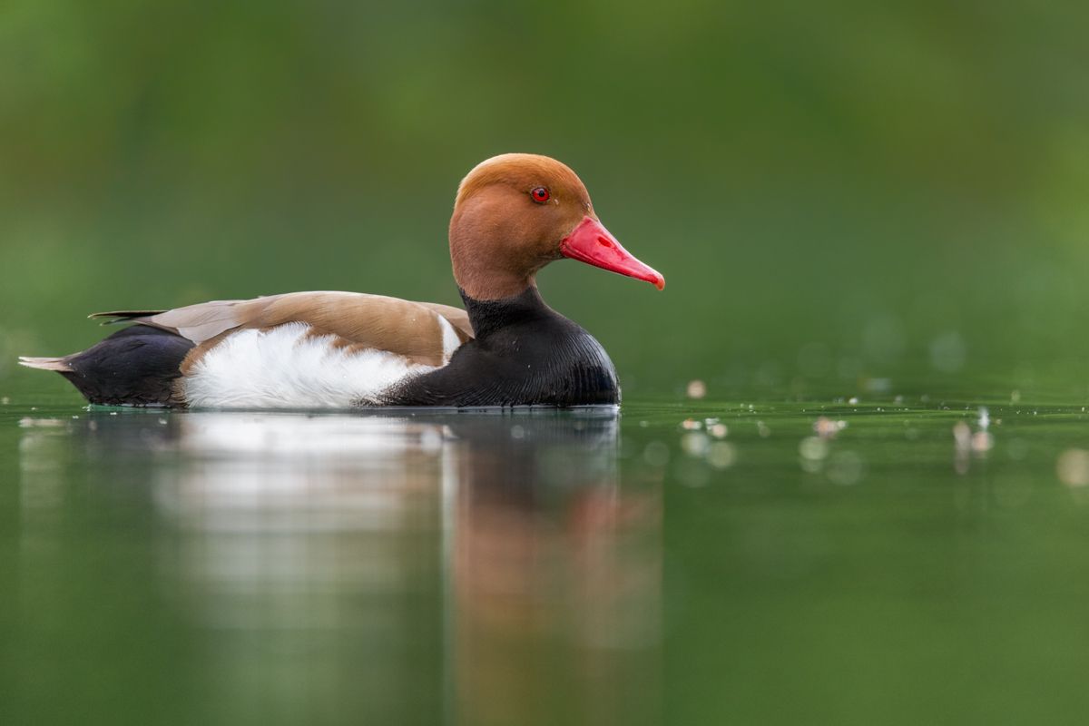 Galerie mit Vogelfotos von Wasservögeln, fotografiert von Naturfotograf Nicolas Stettler..