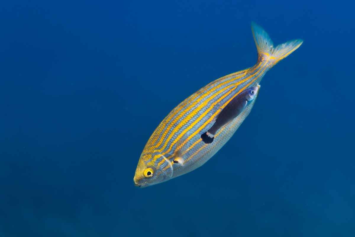 Galerie mit Fotos von Fische, fotografiert von Naturfotograf Nicolas Stettler..