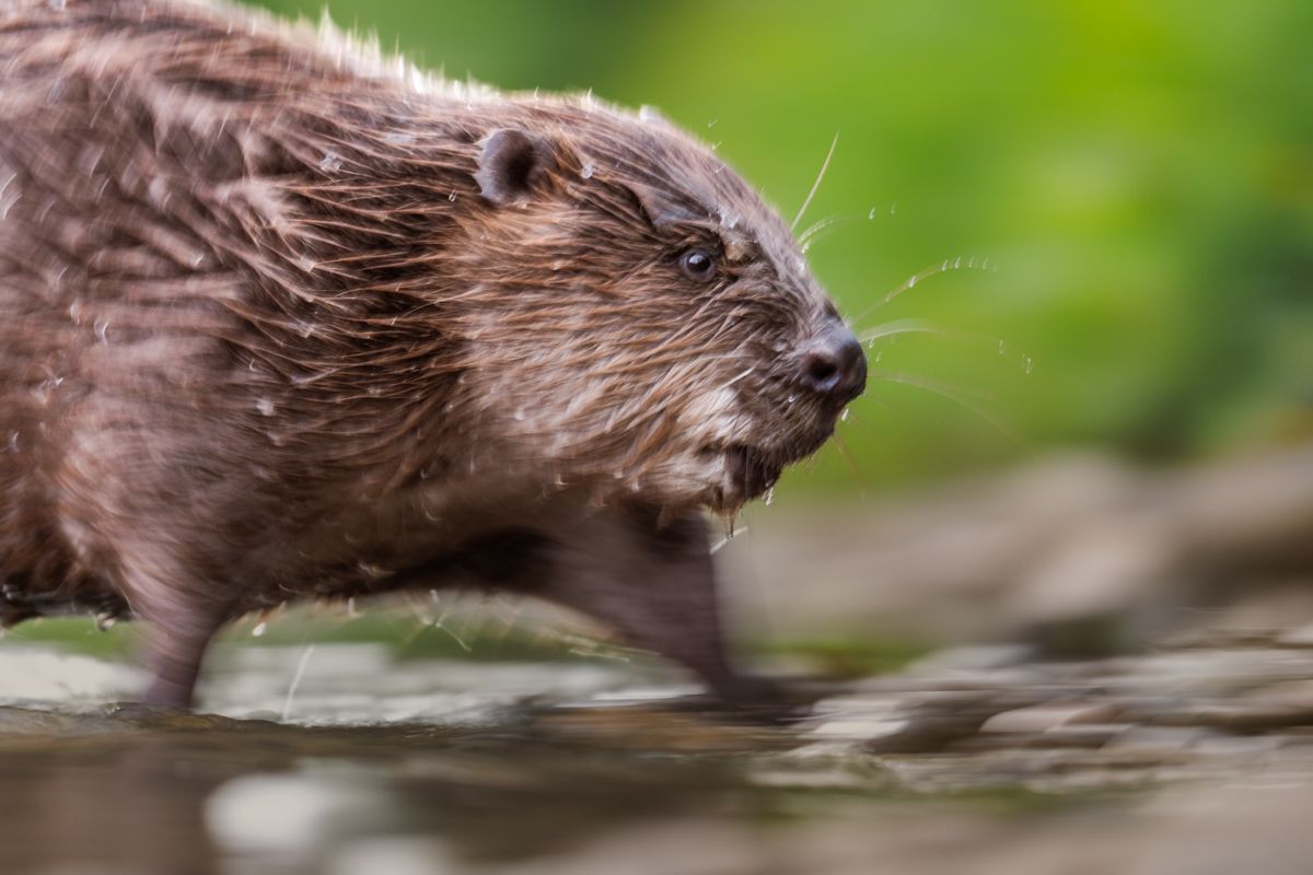 Gallery of fish, photographed by nature photographer Nicolas Stettler.