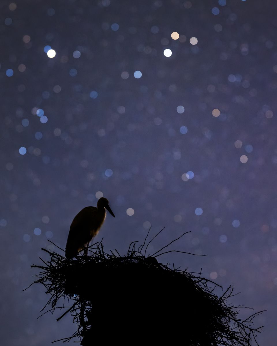 Portfolio von Naturfotograf Nicolas Stettler.