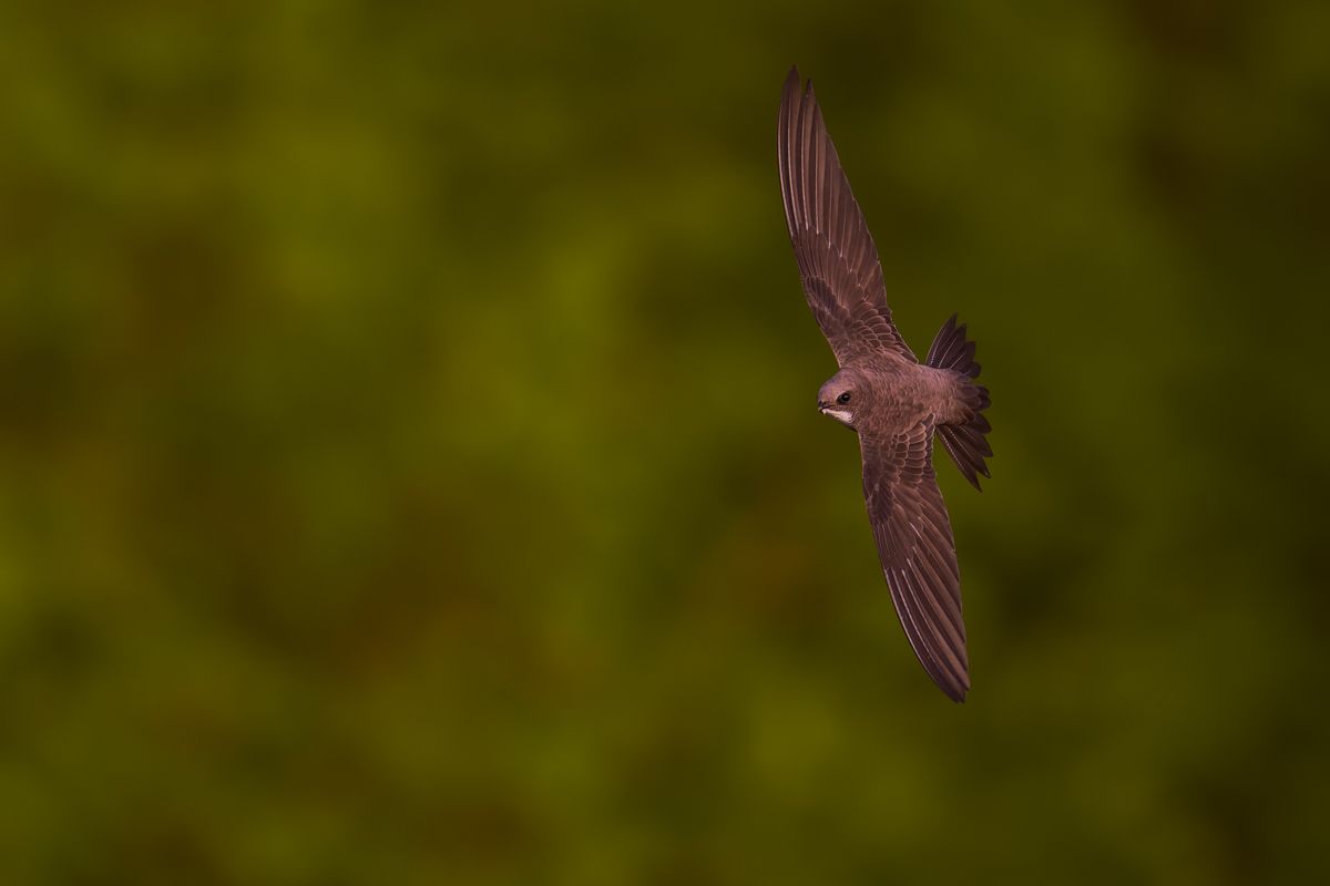 Gallery of swifts and swallows, photographed by nature photographer Nicolas Stettler.