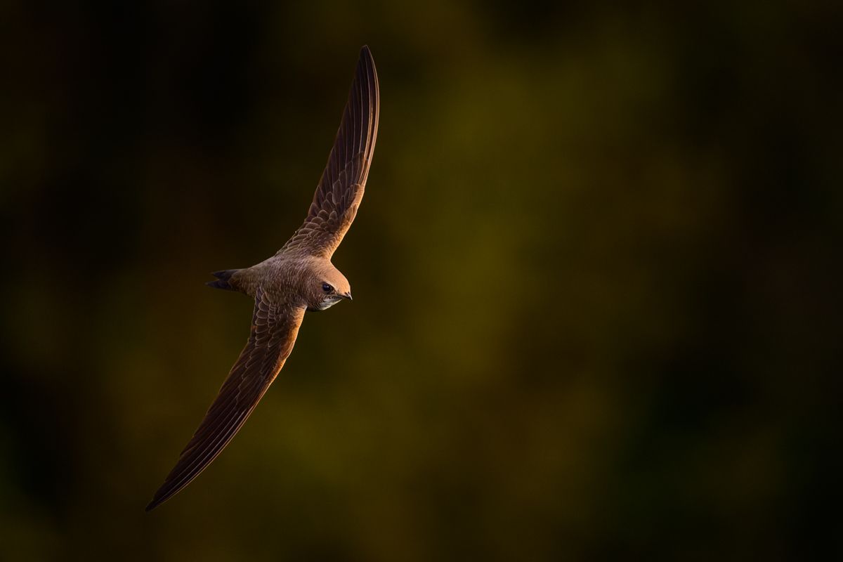 Gallery of swifts and swallows, photographed by nature photographer Nicolas Stettler.