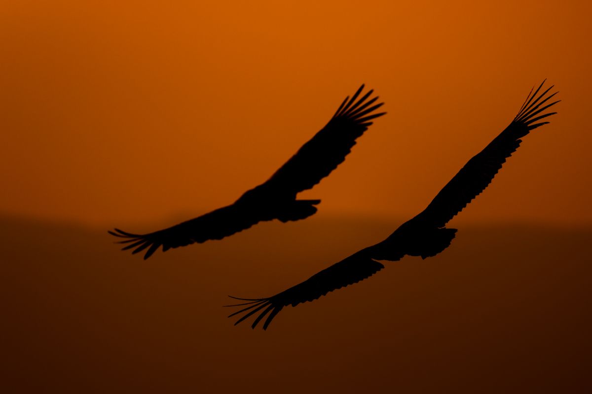 Gallery of raptor images of nature photographer Nicolas Stettler.