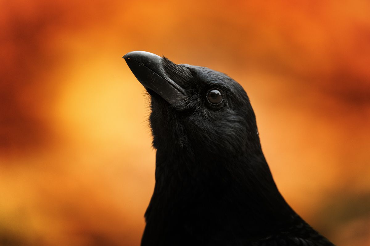 Gallery of songbirds, photographed by nature photographer Nicolas Stettler.