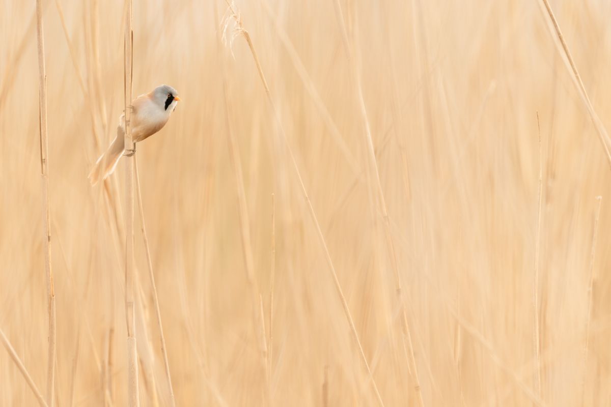 Gallery of songbirds, photographed by nature photographer Nicolas Stettler.