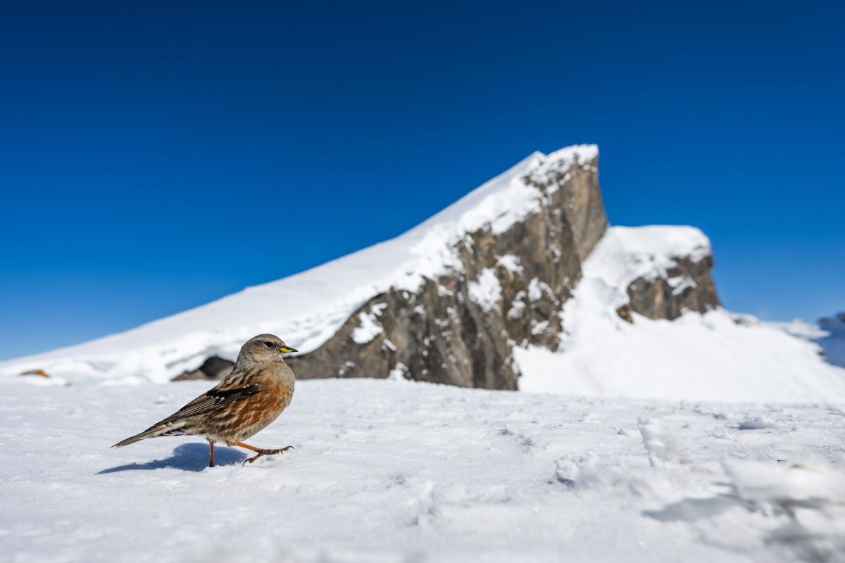 Gallery of songbirds, photographed by nature photographer Nicolas Stettler.