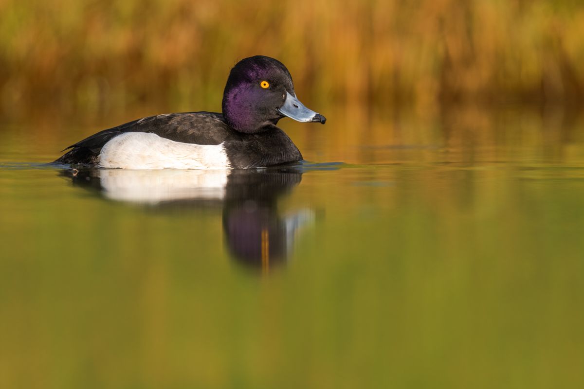 Galerie mit Vogelfotos von Wasservögeln, fotografiert von Naturfotograf Nicolas Stettler..