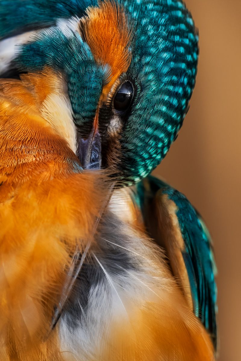 Portfolio von Naturfotograf Nicolas Stettler.