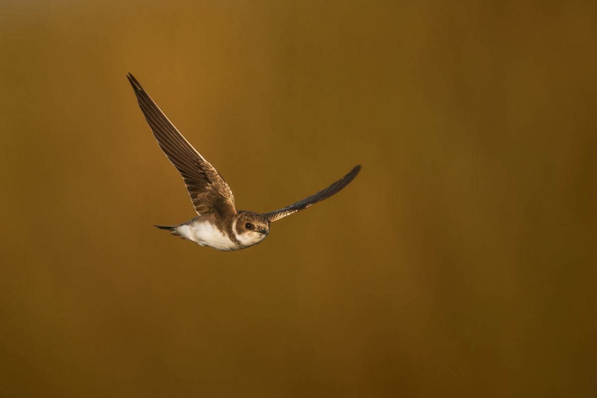 Gallery of swifts and swallows, photographed by nature photographer Nicolas Stettler.