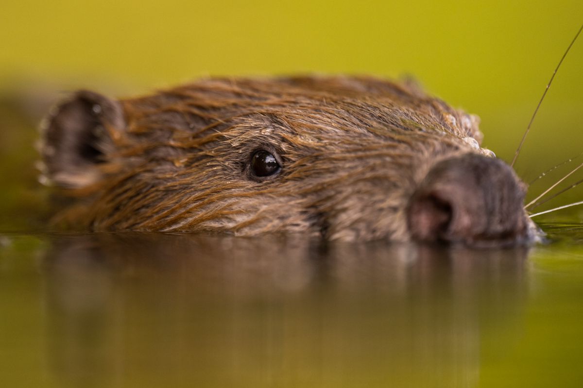 Gallery of fish, photographed by nature photographer Nicolas Stettler.