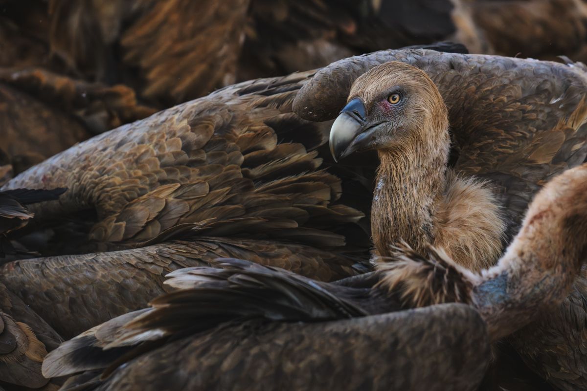 Galerie mit Fotos von Greifvögeln, fotografiert von Naturfotograf Nicolas Stettler.