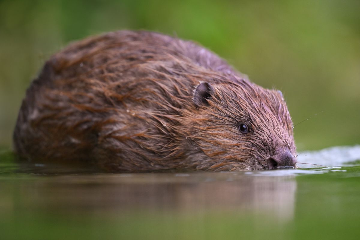 Gallery of fish, photographed by nature photographer Nicolas Stettler.