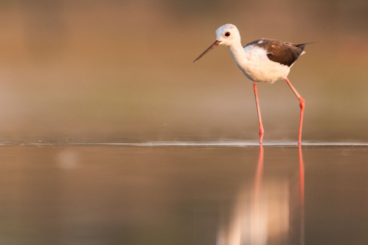 Galerie mit Vogelfotos von Limikolen, fotografiert von Naturfotograf Nicolas Stettler..