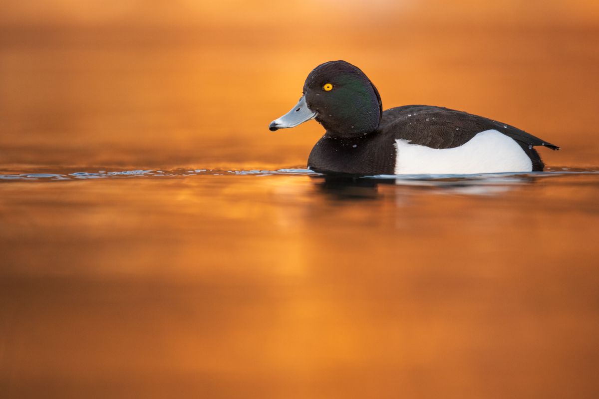 Galerie mit Vogelfotos von Wasservögeln, fotografiert von Naturfotograf Nicolas Stettler..