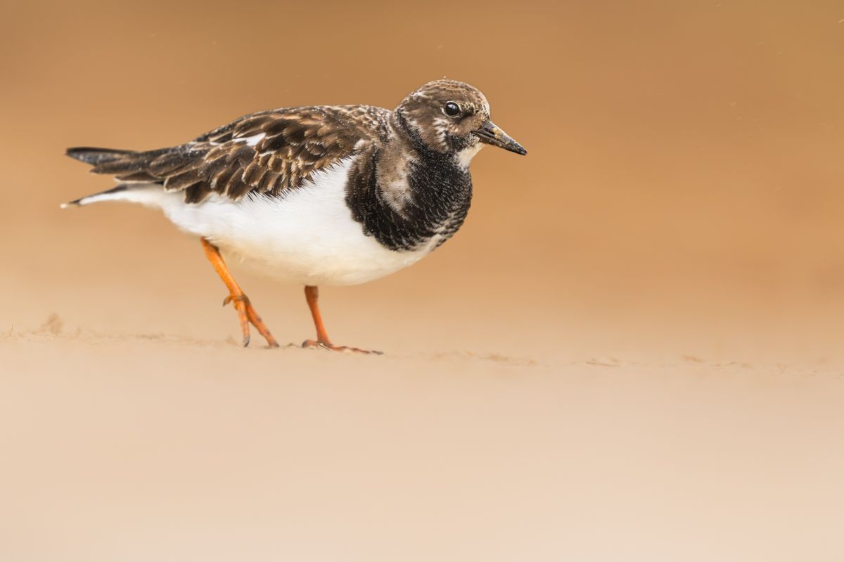 Galerie mit Vogelfotos von Limikolen, fotografiert von Naturfotograf Nicolas Stettler..