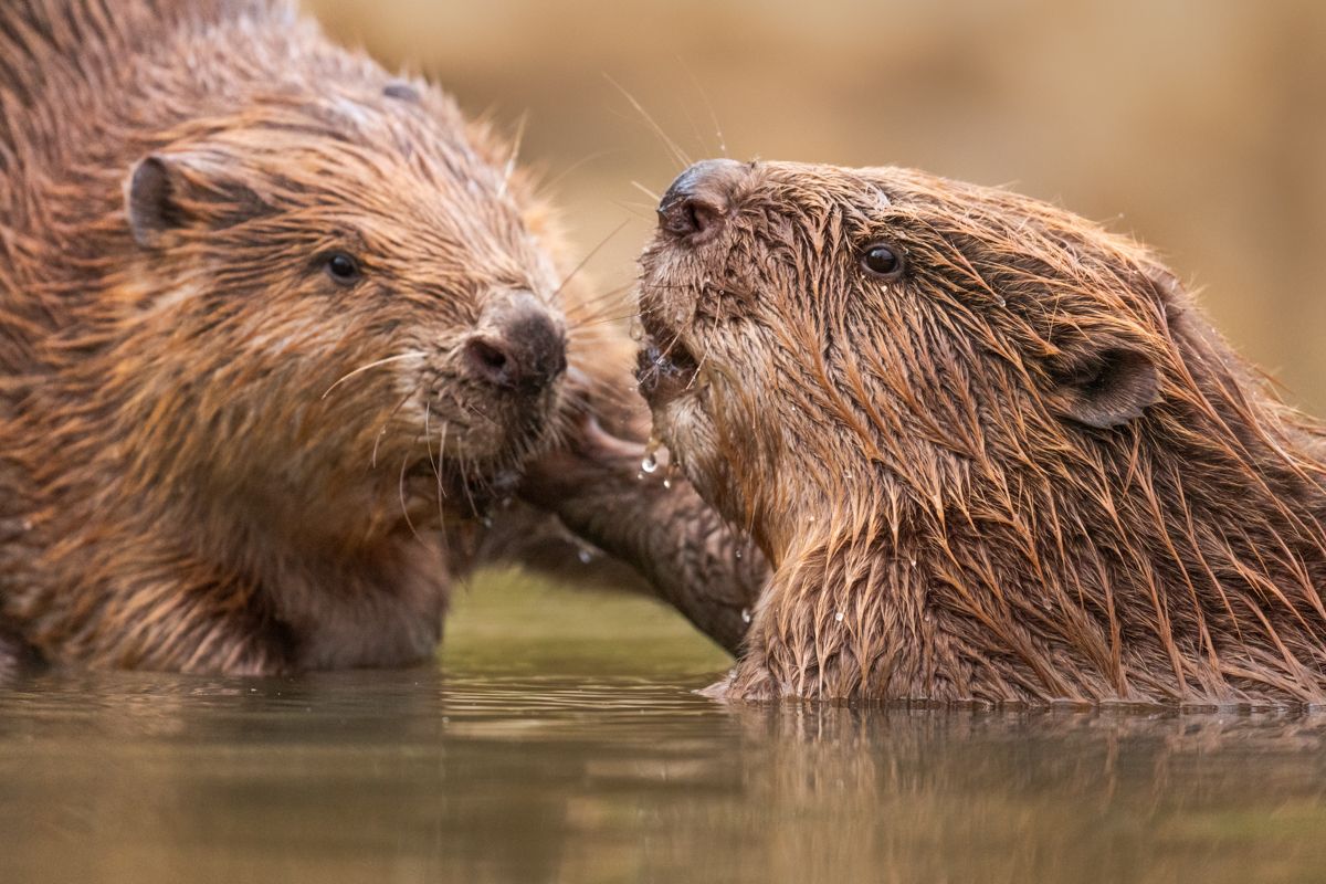 Gallery of fish, photographed by nature photographer Nicolas Stettler.