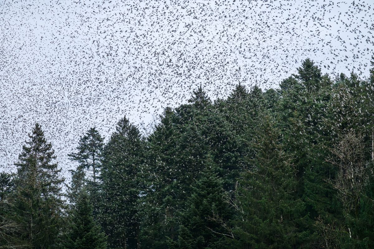 Gallery of songbirds, photographed by nature photographer Nicolas Stettler.