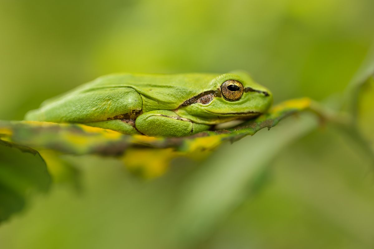 Galerie mit Vogelfotos von Insekten, fotografiert von Naturfotograf Nicolas Stettler..