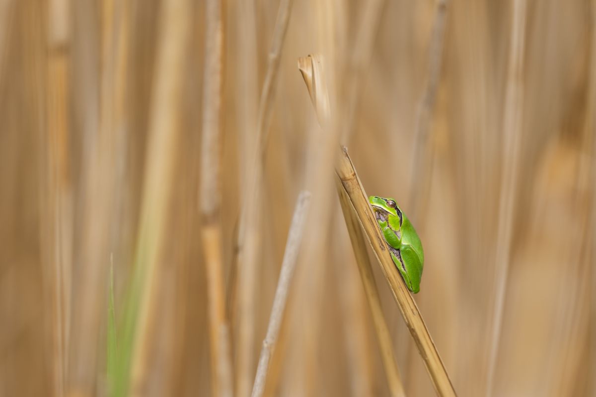 Gallery of macro images of nature photographer Nicolas Stettler.