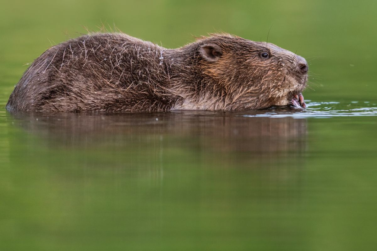 Gallery of fish, photographed by nature photographer Nicolas Stettler.