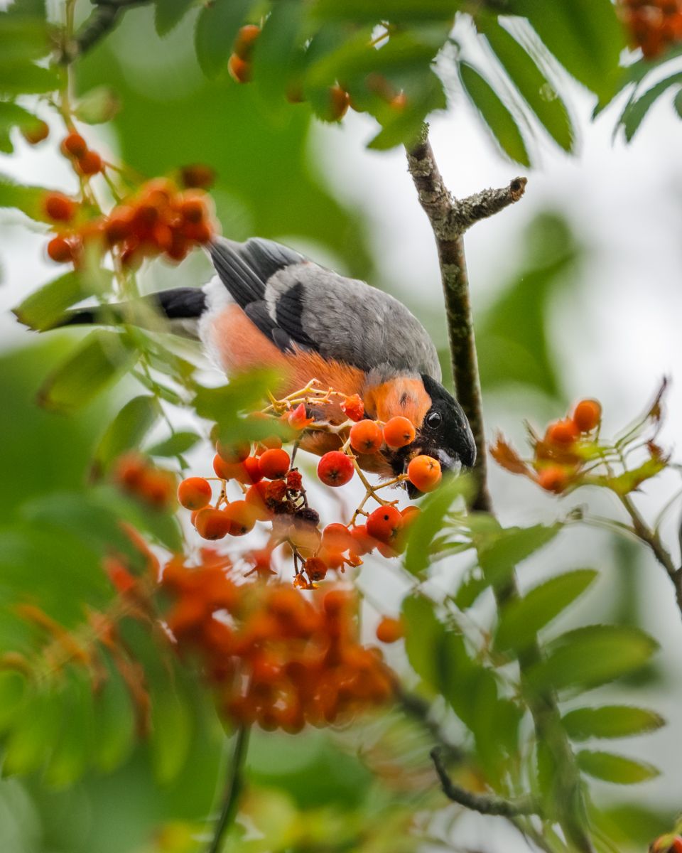 Gallery of songbirds, photographed by nature photographer Nicolas Stettler.