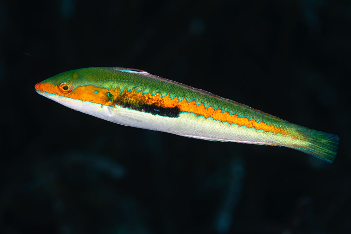 Gallery of fish, photographed by nature photographer Nicolas Stettler.