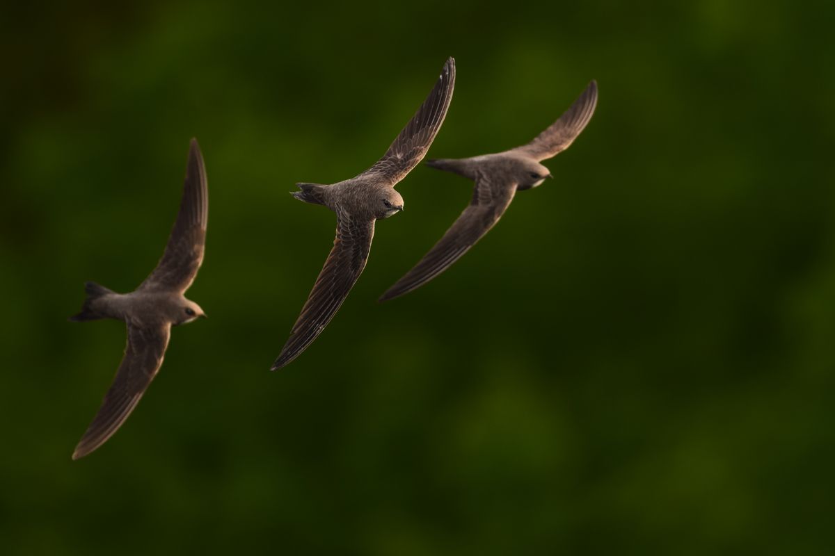 Gallery of swifts and swallows, photographed by nature photographer Nicolas Stettler.