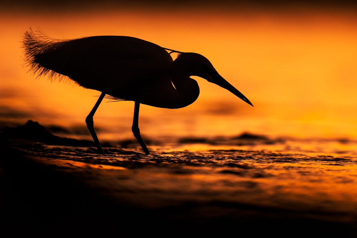 Portfolio von Naturfotograf Nicolas Stettler.