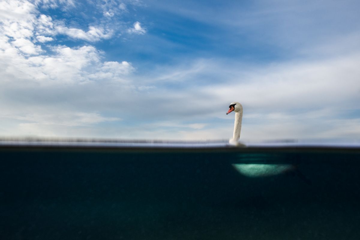 Galerie mit Vogelfotos von Wasservögeln, fotografiert von Naturfotograf Nicolas Stettler..