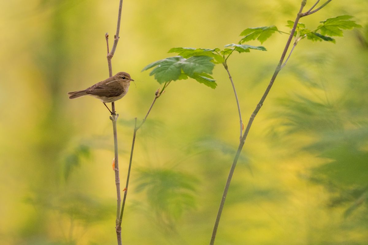 Gallery of songbirds, photographed by nature photographer Nicolas Stettler.