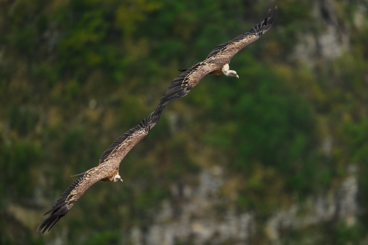 Galerie mit Fotos von Greifvögeln, fotografiert von Naturfotograf Nicolas Stettler.