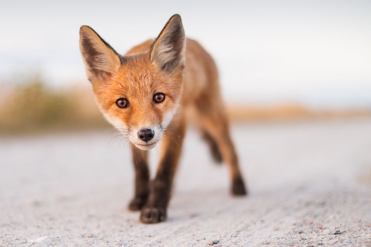 Portfolio von Naturfotograf Nicolas Stettler.