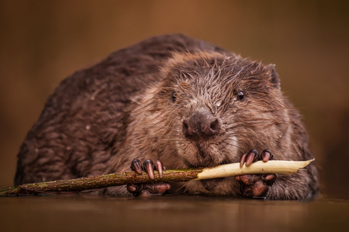 Gallery of fish, photographed by nature photographer Nicolas Stettler.